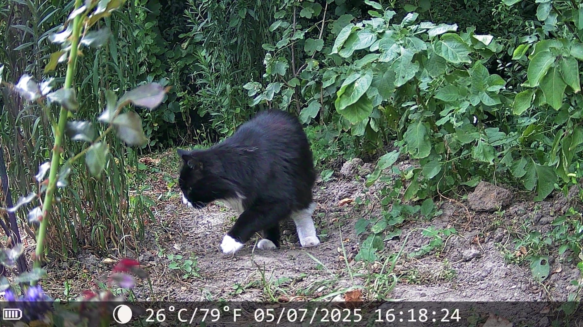 camzeste solaire avis test